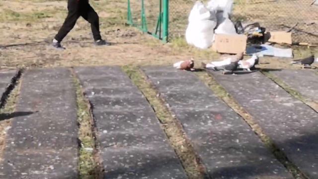 Подготовка к большим полётам на голубедроме 30.09.23г смотреть онлайн