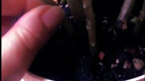 Бальзамин или Ванька Мокрый, 5 минут об уходе.....