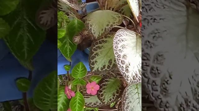episcia collections/AdamsHome Garden смотреть онлайн