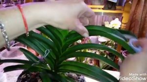 Орхидея Ванда | Содержание и Уход | V. Robert Delight Black