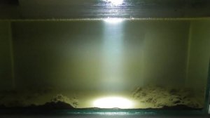 Как развести дафнии в домашних условиях