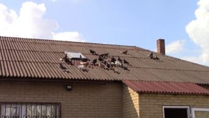 Голуби Олега Сорокова город Курахово