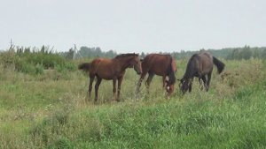 Кони пасутся в деревне