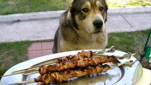 Шашлык из собаки!