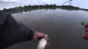 Ловля жереха и голавля летом на реке Оке.