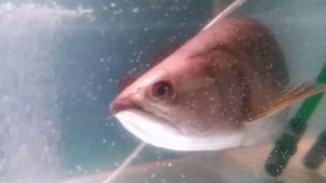 Арована Джардини