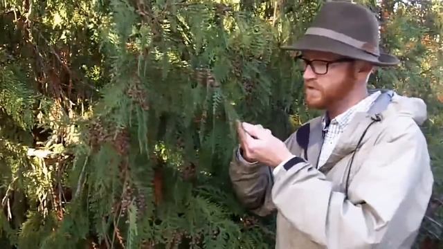 Western red cedar (Thuja plicata) - Plant Identification смотреть онлайн