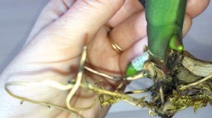 ЭКСПЕРИМЕНТ ЧАСТЬ 3. Реанимация орхидеи на мхе. Новый корешок и листик! Никакой гнили!