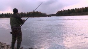 Хариус пойман на нимфу Шитик