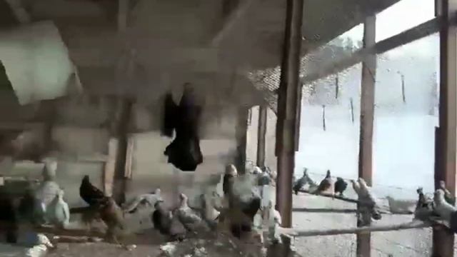 Голуби Германии,заводчика двухчубых голубей Сергея Хребтова. смотреть онлайн