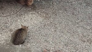 ИНГУШЕТИЯ/ МУЖ ПРИВЁЛ  ВТОРУЮ  ЖЕНУ