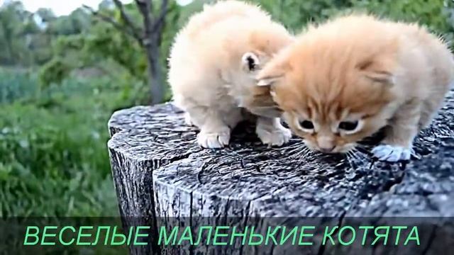 Маленькие веселые котята смотреть онлайн