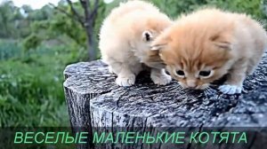 Маленькие веселые котята