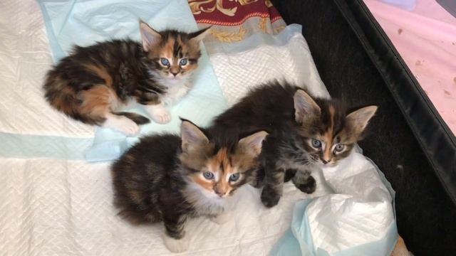 котята Мейн Кун, 3 недели