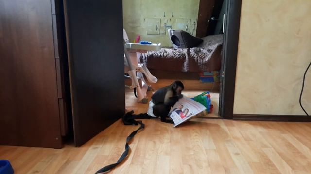 Домашняя обезьяна ,не все знают как она себя ведет дома!