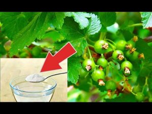 Облейте этим смородину летом от всех вредителей и болезней! Чем обработать смородину от вредителей?