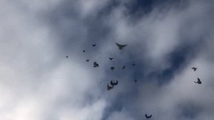 Голуби станица Староминская Петренко Владимира / 30.11.2020 год