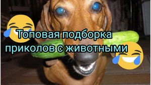 Топовая подборка лучших приколов со смешными животными