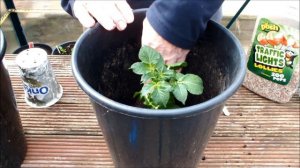 Grow Potatoes in Buckets  Fast Start Potato moving on, Yogurt pot to Bucket.