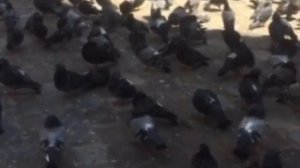 Не все птицы приносят добро. Если накакала птичка, важно знать какая.