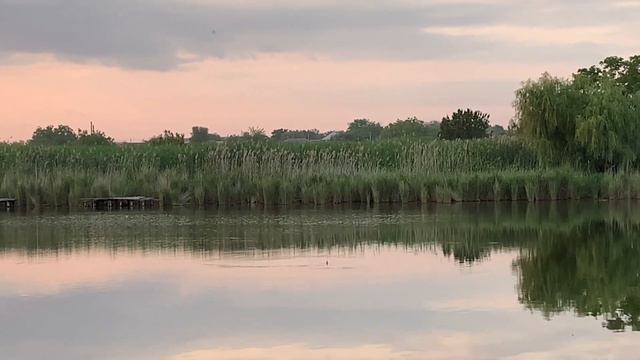 РЫБАЛКА на Толстолоба. Открыл купальный сезон