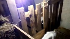 КОЗЫ НАЧИНАЮЩИМ  ПОКУПКА  ЛЕЧЕНИЕ  СОДЕРЖАНИЕ   ОШИБКИ   УХОД