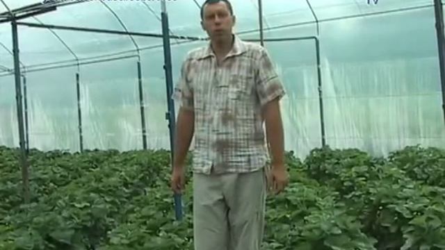 Выращивание клубники в теплице #3 смотреть онлайн