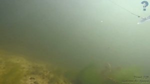 Октопус или Кальмар Рыболовная Приманка???