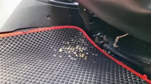 Шок😱на канале ЗооЖиза  такое впервые | Зачем Мия ездила  в ветклинику? | Джерри тоже ездила