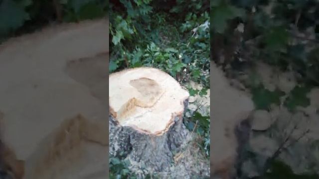 Убивают березы