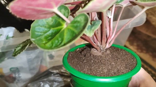 Цикламены (Cyclamen) Пересадка цикламенов со ста громовых стаканчиков.
