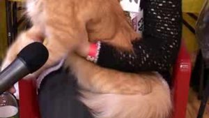 Подготовка мейн-куна к выставке