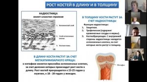 1  Общая и возрастная остеология