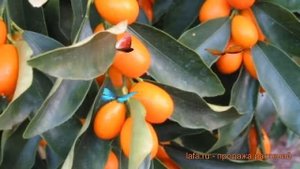 Цитрус обыкновенный Кумкват Нагами (Фортунелла) ? обзор: как сажать, саженцы цитруса