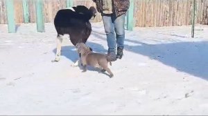 Американский булли против алабая