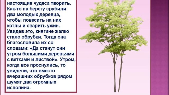 "Ромашки нежный лепесток" - видеопрезентация к Всероссийскому Дню семьи, любви и верности 2020 смотреть онлайн