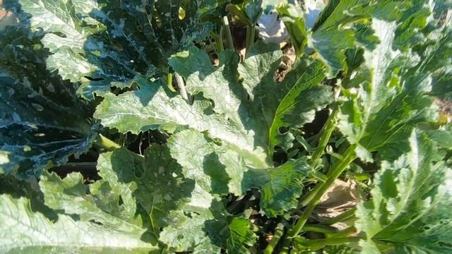 Отличный сорт кабачка-цуккини для выращивания в горшке на окне и в грунте. Какой нужен горшок.
