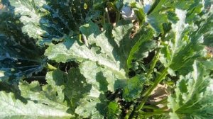 Отличный сорт кабачка-цуккини для выращивания в горшке на окне и в грунте. Какой нужен горшок.