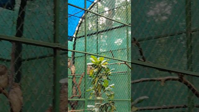 #zoo #thrissur #owls смотреть онлайн