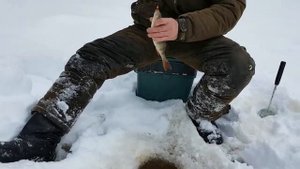 Зимняя рыбалка на Севере. Бешеный клёв в глухозимье.