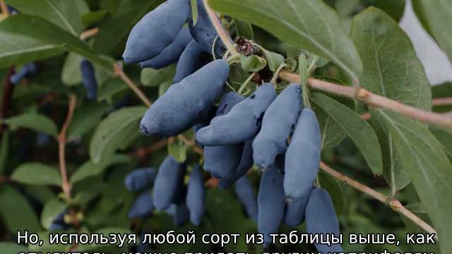 Жимолость: сорта смотреть онлайн