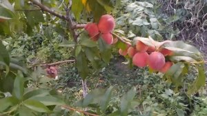 От чего зависит хороший урожай персика?