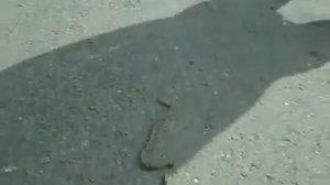 змея-змеюга (гюрза)