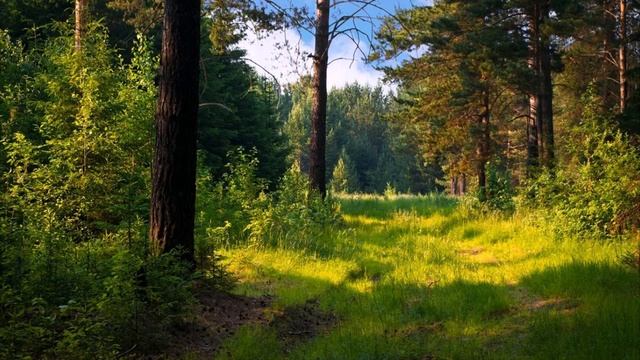 Звуки природы. Слушать Шум леса,птиц( to listen to the noise of the forest,birds) смотреть онлайн