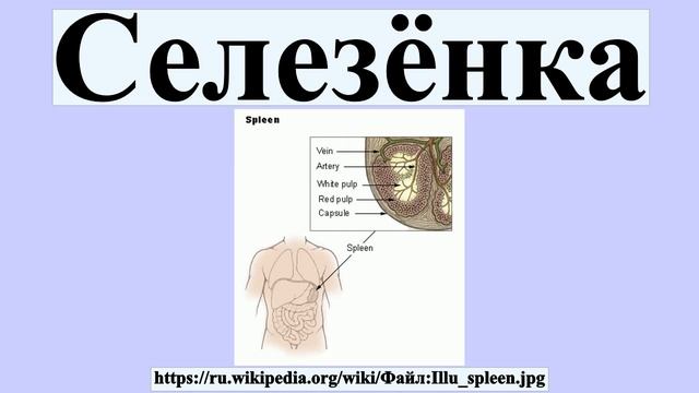 Селезёнка
