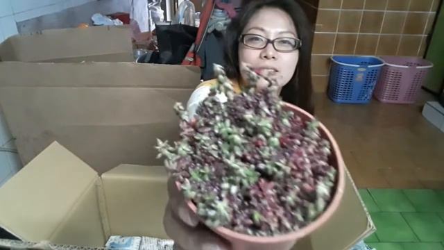 Unboxing of Succulents | Mace's Life | First Time to Buy Plants Online смотреть онлайн