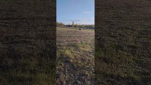 Атас. русско европейская лайка . Растёт.