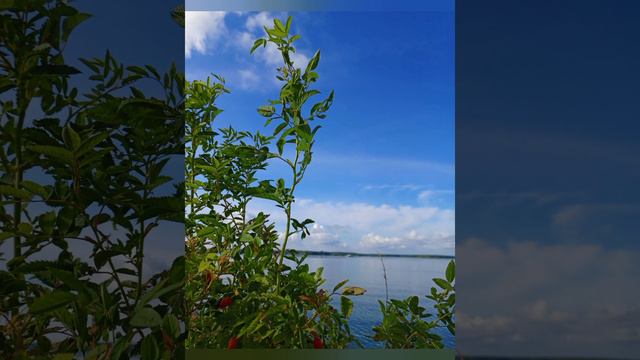 Жизнь как Творчество Глава 7. Универсальное творчество М.С.Виланова