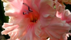 Гладиолусы российских селекционеров из моей коллекции.