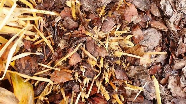 Осенняя обрезка хосты. Две веские причины смотреть онлайн